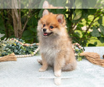 Small #2 Pomeranian