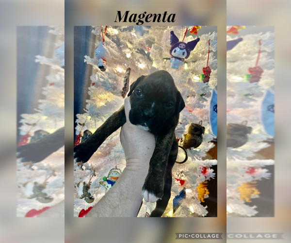 Medium Photo #1 Boxer Puppy For Sale in RALEIGH, NC, USA