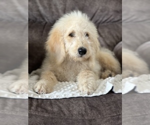 Goldendoodle Puppy for sale in MARYVILLE, MO, USA