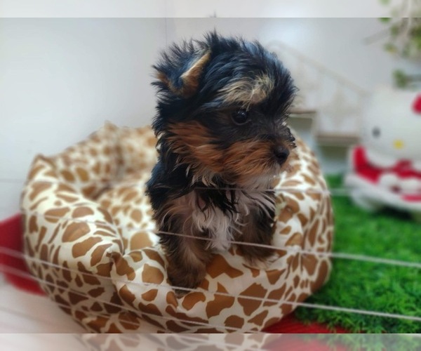 Medium Photo #14 Yorkshire Terrier Puppy For Sale in CHICAGO, IL, USA