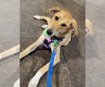 Small Photo #15 Labrador Retriever-Saluki Mix Puppy For Sale in Washington, DC, USA