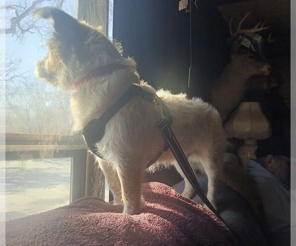 Medium Photo #8 Parson Russell Terrier-Unknown Mix Puppy For Sale in Princeton, MN, USA