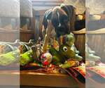 Little Big Foot *Special Needs* - Male Boxer Dog for Adoption - Small photo