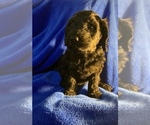 Small Photo #63 Goldendoodle Puppy For Sale in DYERSBURG, TN, USA
