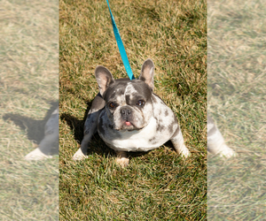 French Bulldog Puppy for sale in MILLERSBURG, IN, USA