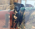 Small #7 Labrador Retriever Mix