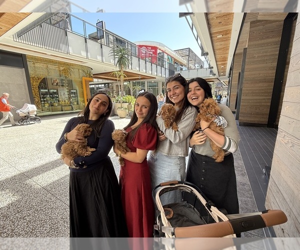 Medium Photo #1 Maltipoo (Toy) Puppy For Sale in MANHATTAN BEACH, CA, USA