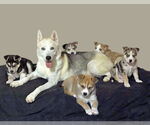 Small #6 Siberian Husky Mix