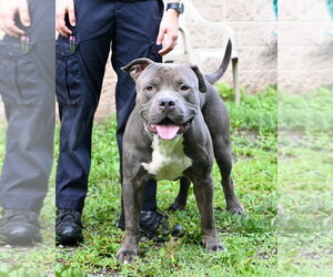 American Bulldog Dogs for adoption in Glen Allen, VA, USA