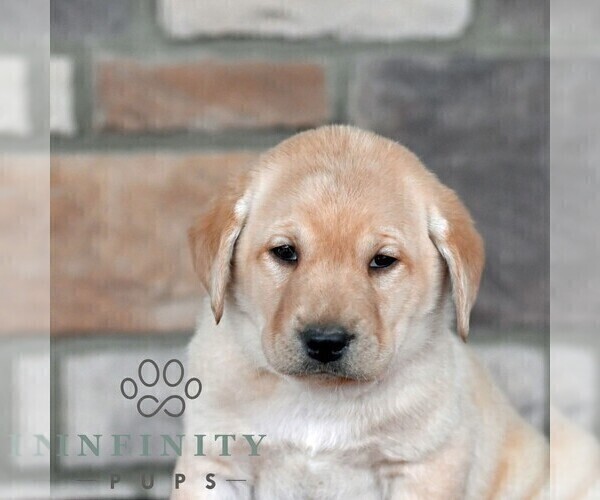 Medium Photo #5 Labrador Retriever Puppy For Sale in SELINSGROVE, PA, USA