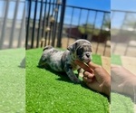 Small #5 English Bulldog