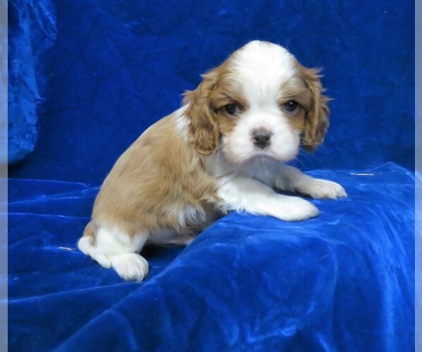 Medium Photo #2 Cavalier King Charles Spaniel Puppy For Sale in NORWOOD, MO, USA