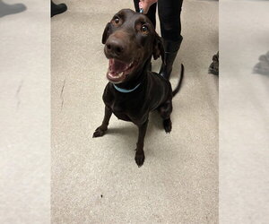 Doberman Pinscher Dogs for adoption in Bakersfield, CA, USA