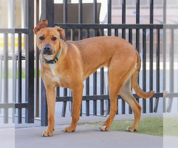 Medium Photo #1 Labrador Retriever-Unknown Mix Puppy For Sale in Waco, TX, USA