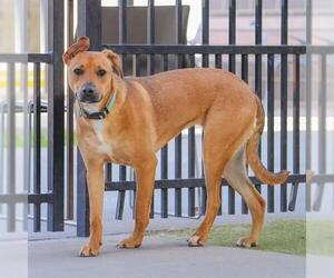 Labrador Retriever-Unknown Mix Dogs for adoption in Waco, TX, USA