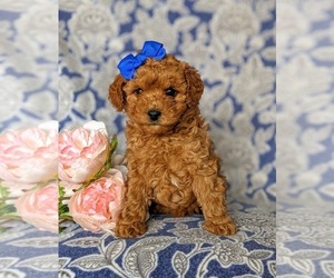 Cocker Spaniel-Poodle (Miniature) Mix Puppy for sale in KIRKWOOD, PA, USA
