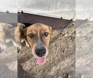 Catahoula Leopard Dog-Unknown Mix Dogs for adoption in Waco, TX, USA