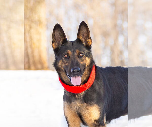 Medium Photo #3 German Shepherd Dog Puppy For Sale in Unionville, PA, USA