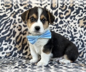 Medium Pembroke Welsh Corgi