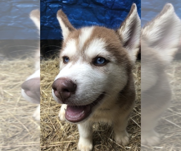 Medium Photo #1 Siberian Husky Puppy For Sale in NEW PORT RICHEY, FL, USA