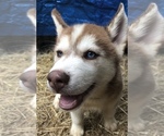 Small Photo #1 Siberian Husky Puppy For Sale in NEW PORT RICHEY, FL, USA