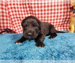 Small Photo #82 Golden Mountain Dog Puppy For Sale in BLACK FOREST, CO, USA