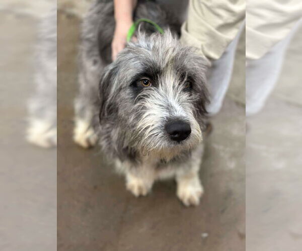 Medium Photo #5 Bearded Collie Puppy For Sale in Westwood, NJ, USA