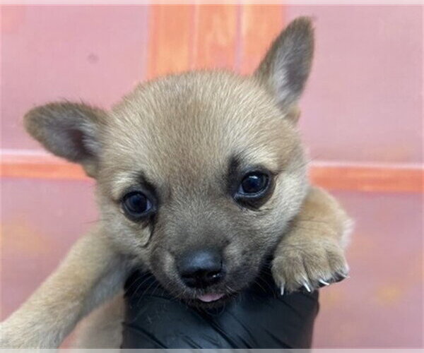 Medium Photo #1 Chihuahua-Unknown Mix Puppy For Sale in San Bernardino, CA, USA