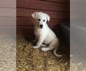 German Shepherd Dog-Great Pyrenees Mix Puppy for sale in TODD, NC, USA