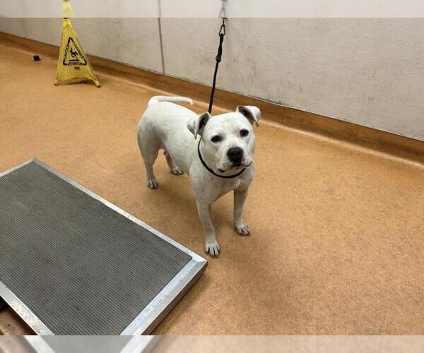 Medium Photo #1 Mutt Puppy For Sale in Martinez, CA, USA