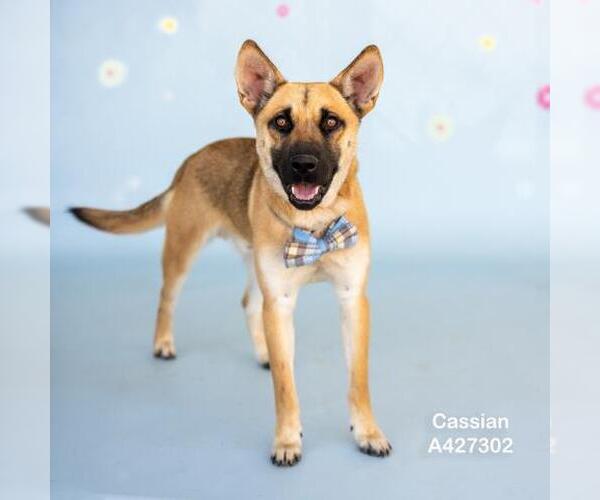 Medium Photo #2 German Shepherd Dog Puppy For Sale in Conroe, TX, USA
