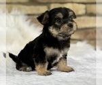 Small #7 Morkie