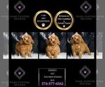 Puppy Hermey AKC Poodle (Toy)