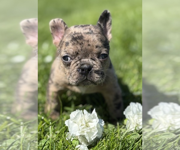 Medium Photo #6 Faux Frenchbo Bulldog Puppy For Sale in ROCK STREAM, NY, USA