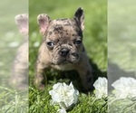 Small #5 Faux Frenchbo Bulldog