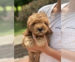 Puppy Puppy 3 Cavapoo