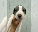 Small #1 Great Dane
