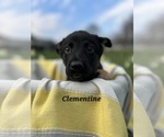 Small Photo #6 German Shepherd Dog-Siberian Husky Mix Puppy For Sale in COLUMBUS, OH, USA