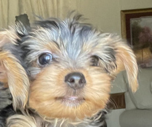 Medium Yorkshire Terrier