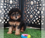 Small #2 Aussie-Poo