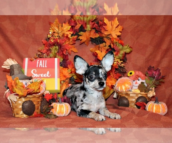 Medium Photo #74 Chihuahua Puppy For Sale in CHARLESTON, AR, USA
