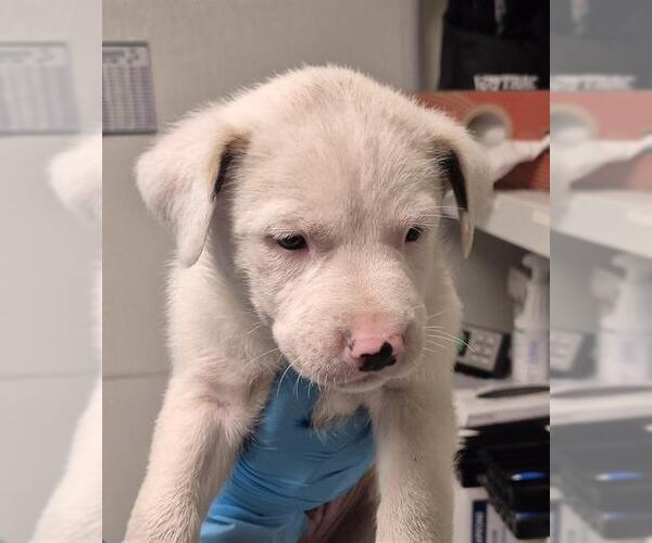 Medium Photo #1 Mutt Puppy For Sale in Bakersfield, CA, USA