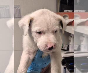 Mutt Dogs for adoption in Bakersfield, CA, USA