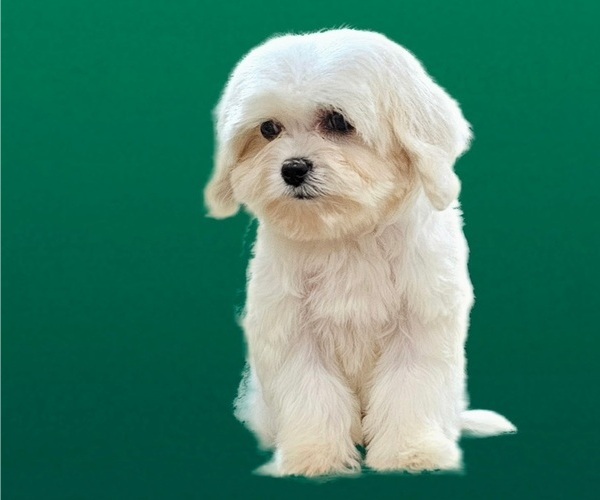 Medium Photo #3 Maltese-Zuchon Mix Puppy For Sale in SAN DIEGO, CA, USA