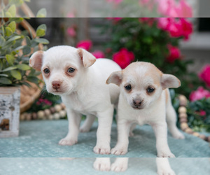 Chihuahua Litter for sale in BERNE, IN, USA