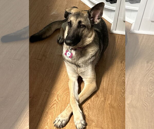 Medium Photo #3 German Shepherd Dog Puppy For Sale in New Hill, NC, USA