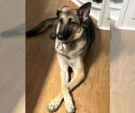Small #2 German Shepherd Dog