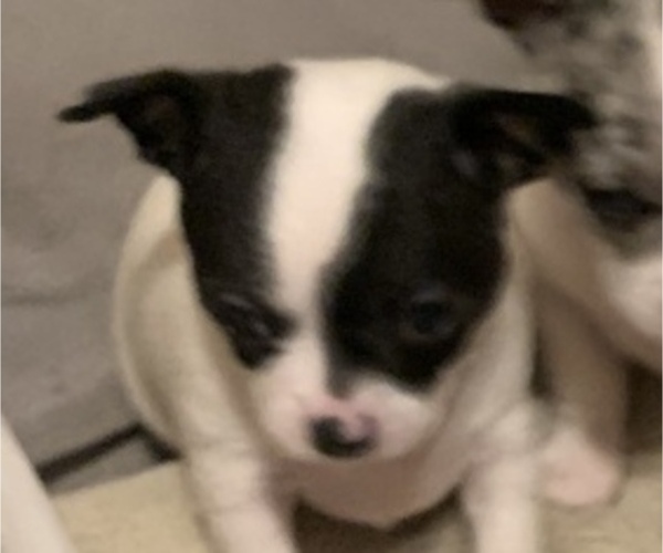 Medium Photo #4 Chihuahua Puppy For Sale in SUGAR CREEK, MO, USA