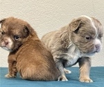 Small Photo #5 English Bulldog Puppy For Sale in SAVANNAH, GA, USA
