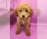 Small Photo #4 Poodle (Miniature) Puppy For Sale in BLUE MOUND, TX, USA
